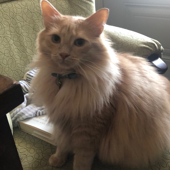 Meet your Posher, Andrea - Picture 1 of 1